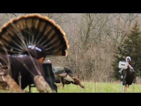 Most Exciting Way to Hunt Turkeys [ MOJO Scoot-n Shoot Turkey Decoy ]