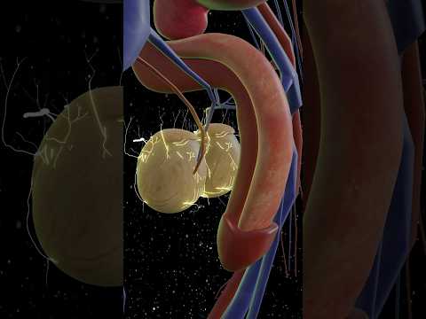 Why Is Getting kicked In Testicle So Painful 😂? #shorts #3danimation #shortfeed