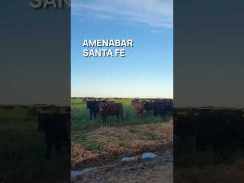 Amenabar, Santa Fe | Carne Argentina | Salvaje Maps 🌎🌱 🥩