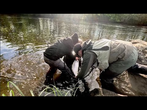 Mörrum - World class salmon fishing by @fly-caster