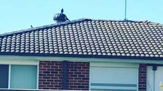 Now this is a real Whirly bird