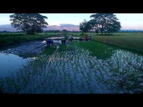 P1, Pagtatanim ng Palay