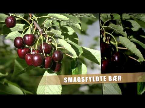 Selleberg | Kirsebær i særklasse (HD)