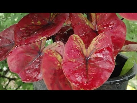 Vrinda garden is live!