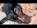 Family Diary- Dachshund puppies 3 weeks old.