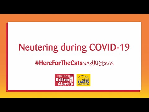 Kitten Alert | Neutering during COVID-19 Q&A