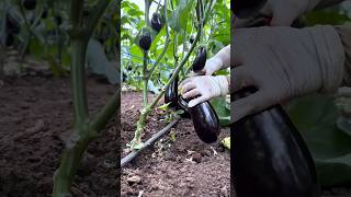 Perfect Eggplant Harvest Every Time!