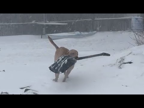Watch: Massachusetts family's dog steals shovel in middle of blizzard