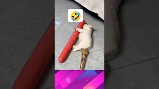 Download lagu Kucing Kentut lucu#shorts #short #kucing #animals #viralvideo mp3