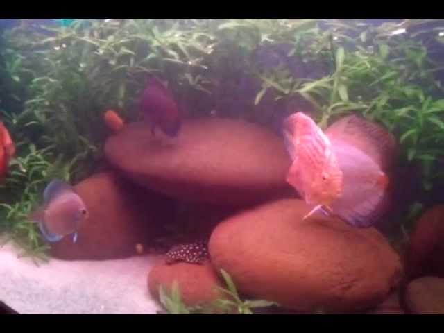extremely aggressive discus fish