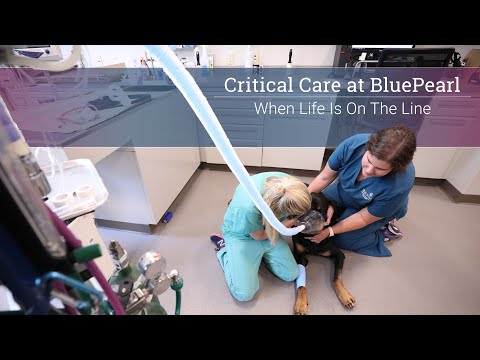 Critical Care at BluePearl