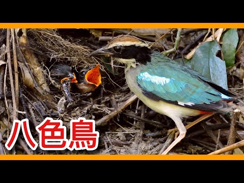 台灣全身綠色的鳥