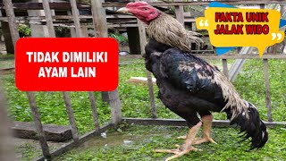 Download lagu MENGERIKAN ⁉️ FAKTA UNIK AYAM BANGKOK, JALAK WIDO, Di dalam arena gelanggang mp3