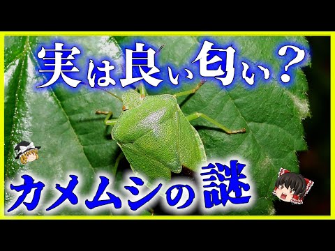 半翅目について詳しく解説