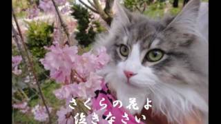 Download lagu ネコカラ　さくらの花よ泣きなさい・・・三木たかしバージョン mp3
