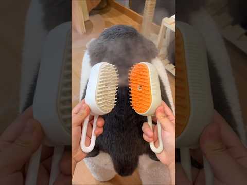 This Cat LOVES Getting Brushed!😻 #cat #cats #catvideos