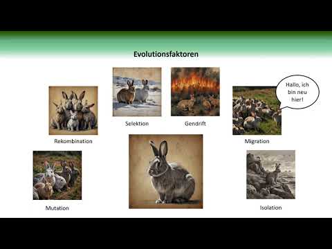 Evolutionsfaktoren  | BiologieKompakt