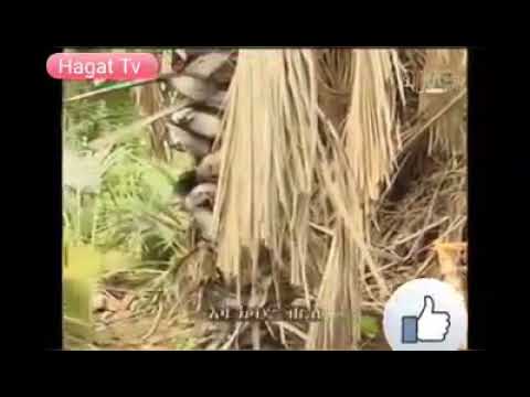 New eritrean music tigre