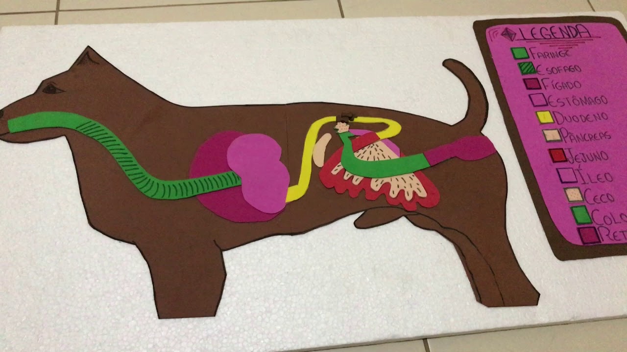 SISTEMA DIGESTÓRIO DE MONOGÁSTRICOS - FISIOLOGIA ANIMAL