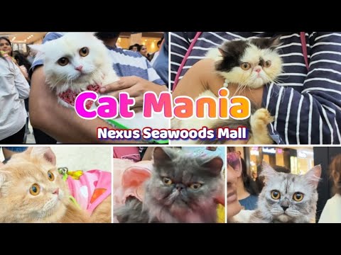 Cat Mania | Cat Show | Nexus Seawoods Mall, Navi Mumbai | Avani's Vlogs
