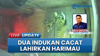 2 Bayi Harimau Sumatera Lahir di Lembah Hijau Lampung, Berasal dari Dua Indukan Cacat