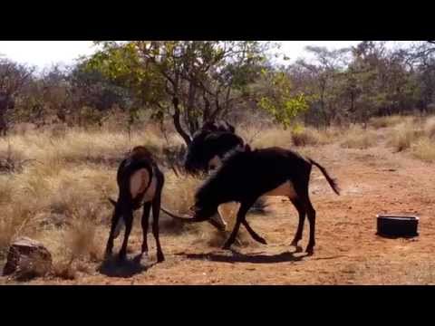 Combat de jeunes hippotragues