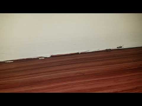 Ants Unwelcomed at Pub in Fair Haven, NJ