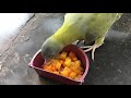 Hand tamed pair of Yellow footed green pigeon available in lahore cantt