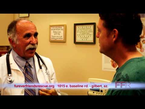 Pet Rescue Commercial