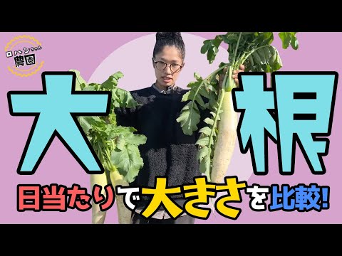 大根の収穫時期と方法は？ + 栽培、播種、メンテナンス  庭園