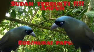 Download lagu suara pikat burung eod/murai papua ribut super ampuh dan lengket mp3