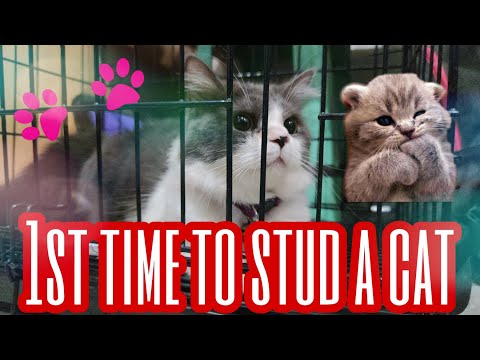 PAANO MAGPA STUD NG PUSA | CATS MATING FOR THE 1ST TIME | CATS IN HEAT | CAT MATING TIPS | VAL RAMOS