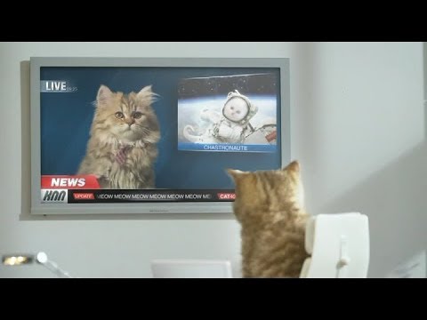 Kocour Tomio (Moneta) a jeho první reklama jako kotě