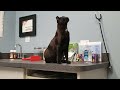 20241107 093528 Tux S Vet Visit