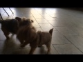 Norfolk Terrier Ernie Is One Tough Puppy