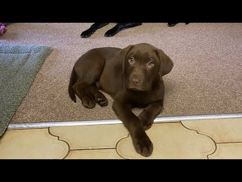 image-Do chocolate Labs and golden retrievers get along?