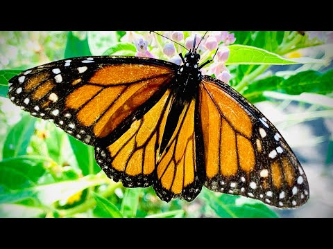 10 TIPS to attract MORE MONARCH Butterflies to your Milkweed Garden | Butterfly Garden Basics