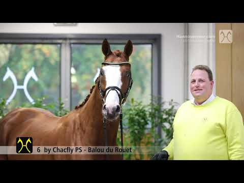 Verden Stallion Licensing 2021 - Jumping - Dec. 2-4 - No. 6 Stallion by Chacfly PS - Balou du Rouet