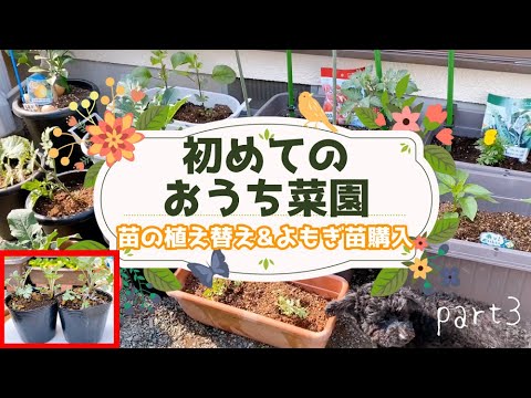 園芸 よもぎ、レモンよもぎ