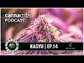 Kagyu And Coastal Seed Co Legendary Cannabis Breeder Joins Sproutways Network Of B2B Seed Sales