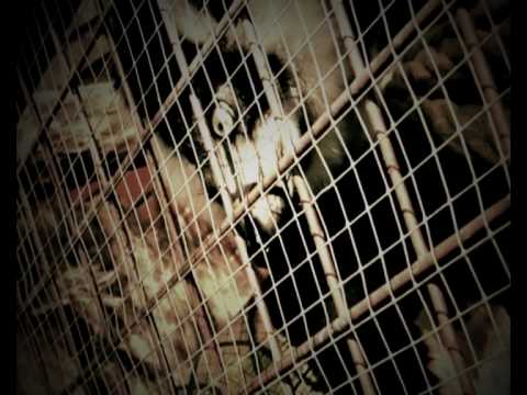 Feini-X Crew - VDS Zoo (Clip Vidéo) - Secteur 7 / Justcamconcept