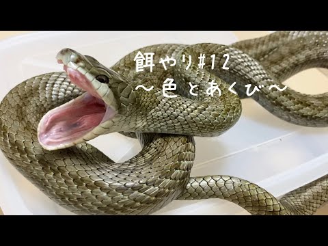 かわいいアオダイショウの餌やり 9 冬の拒食対策 蛇の捕食