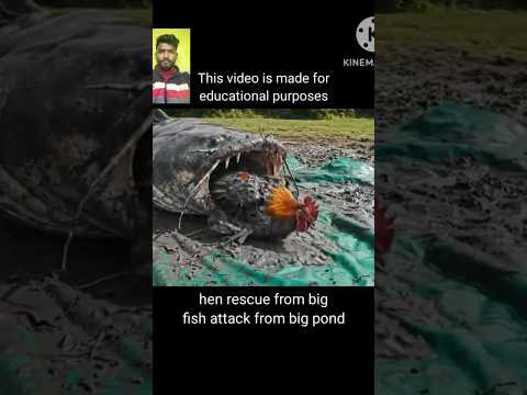 Hen rescue from big fish attack from ponh🙏🏻🙏🏻@Heroic Animal Rescue#shorts