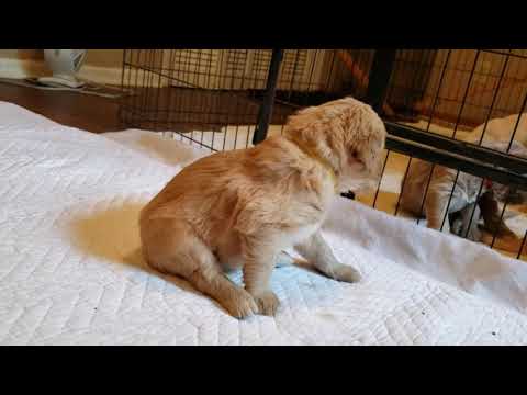 welshdoodles goldendoodle pup