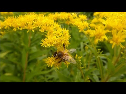 A gardener's guide to preserving the bee population