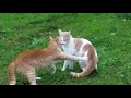 Cats Fighting Compilation