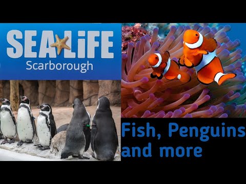 Sea life Scarborough | Fish, Penguins and more
