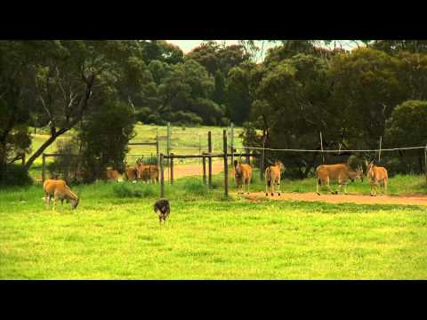 G'Day SA Travel - Coming up in Episode 4...