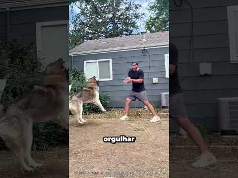 Expectativa vs Realidade: Treino de cães 🐶