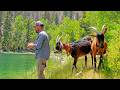 High Mountain Wilderness Lake Camping Adventure With Pack Goats Dogs Firebox Stove Cooking Baking